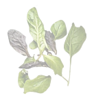 floating veggies